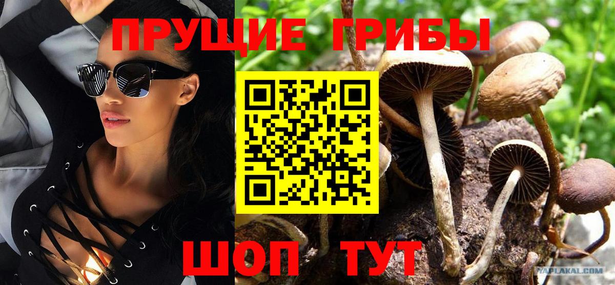 Каспийск  Псилоцибиновые грибы Psilocybe  Вход с VPN  Псилоцибиновые грибы Cubensis 